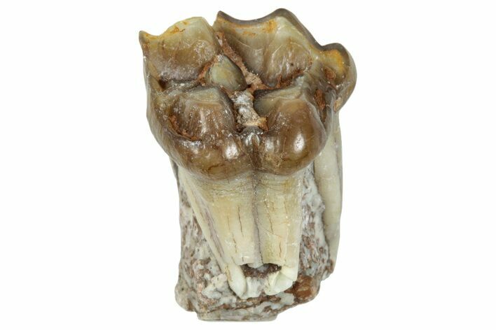 Fossil Horse (Mesohippus) Tooth - South Dakota #289532